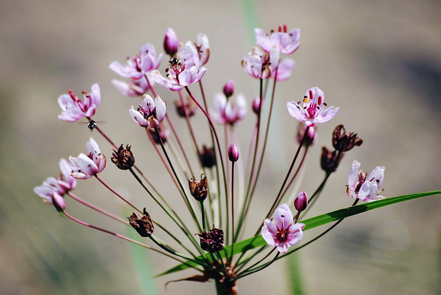 Close-up of delicate pink wildflowers with blurred background