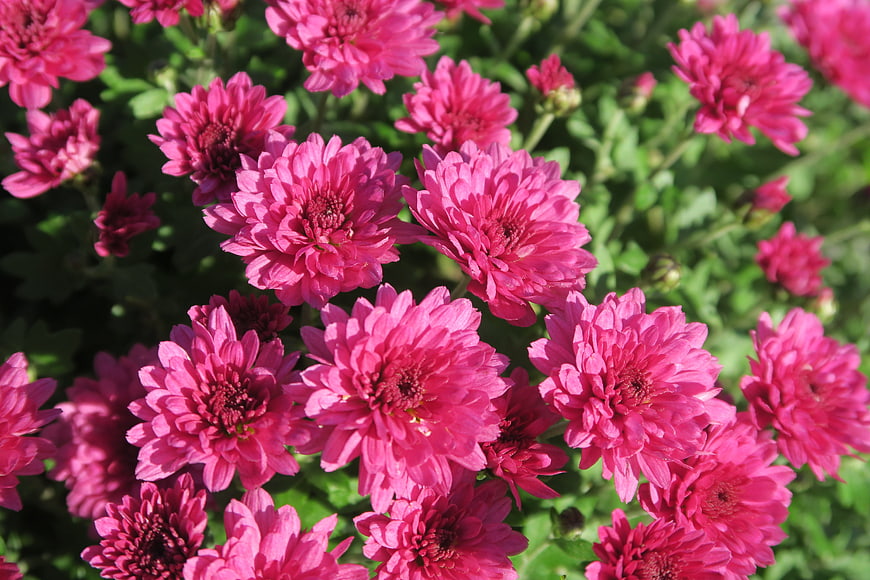 Vibrant Pink Chrysanthemums in Full Bloom