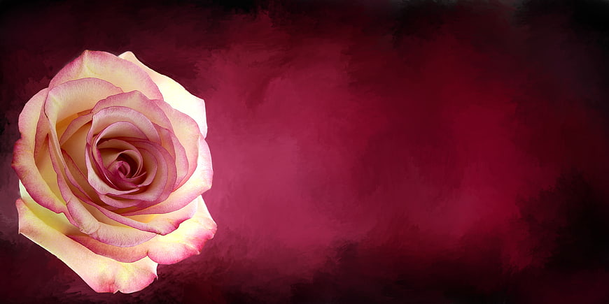 Pink and White Rose on Textured Red Background