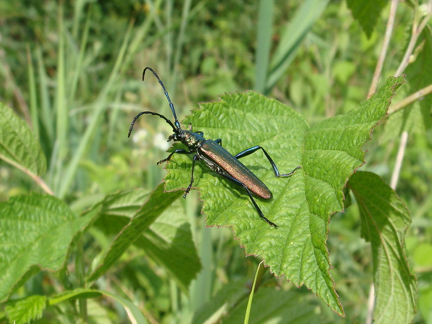Close-up of a metallic blue-green longhorn beetle on a leaf