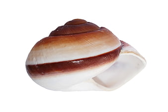 Brown and White Snail Shell Isolated on White Background