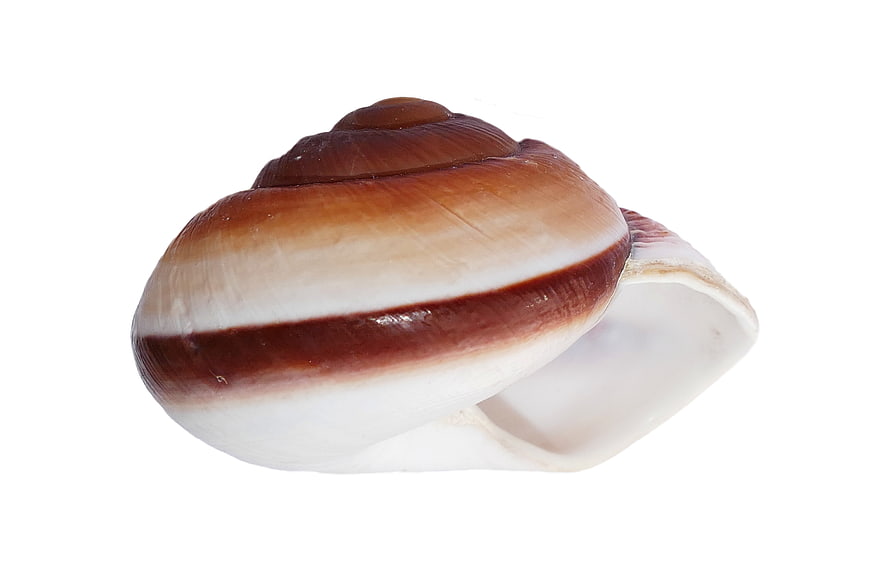 Brown and White Snail Shell Isolated on White Background