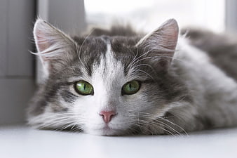 Cute gray and white kitten with green eyes resting
