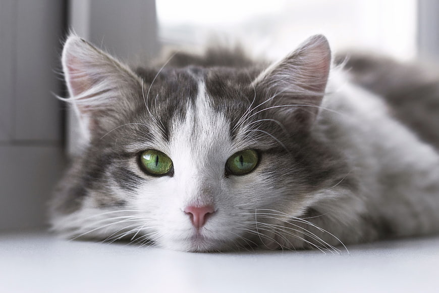 Cute gray and white kitten with green eyes resting