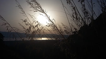 Silhouette of tall grass against sunset over lake