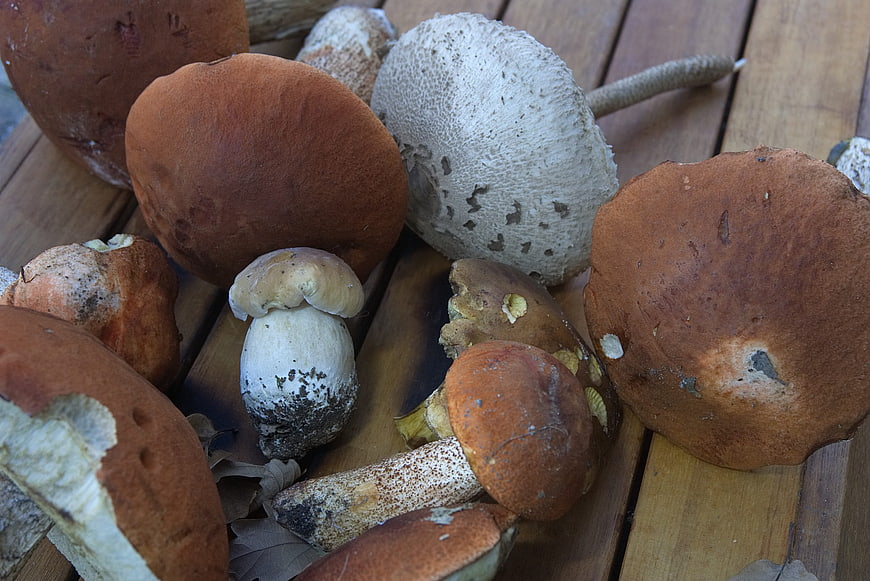Freshly foraged porcini mushrooms on wooden table