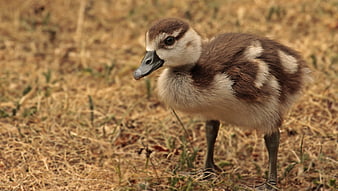Egyptian Goose Chick Standing In Dry Grass Field