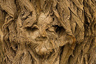Close-up of tree bark resembling a human face