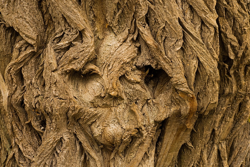 Close-up of tree bark resembling a human face