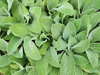 Close-up of fuzzy green sage leaves texture background