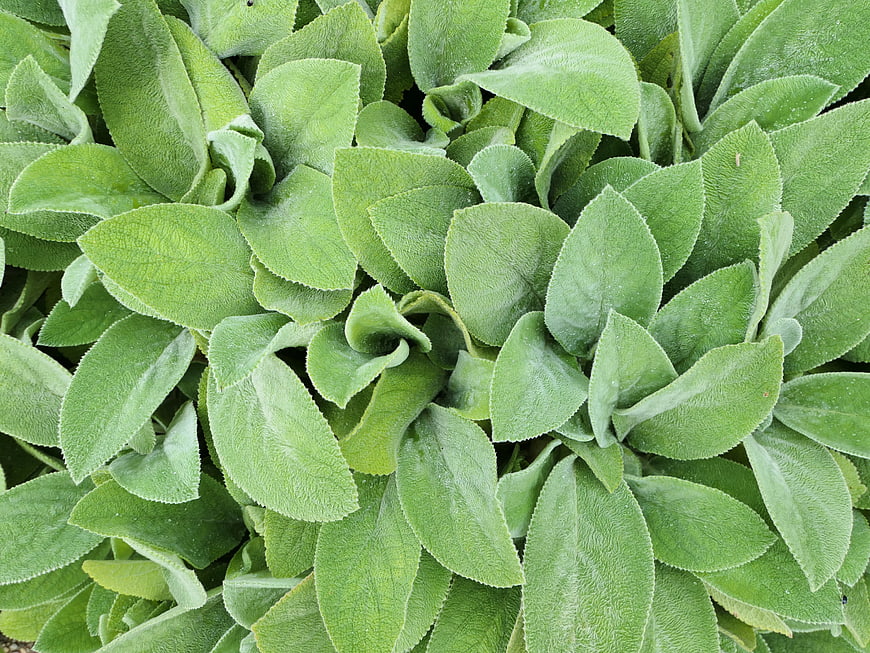 Close-up of fuzzy green sage leaves texture background