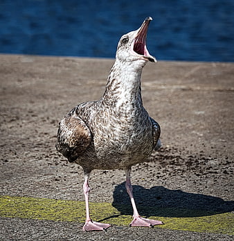 Seagull with open beak standing on concrete pier near water