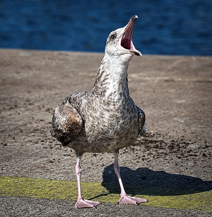 Seagull with open beak standing on concrete pier near water