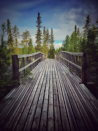 Wooden Bridge in Forest with Blue Sky