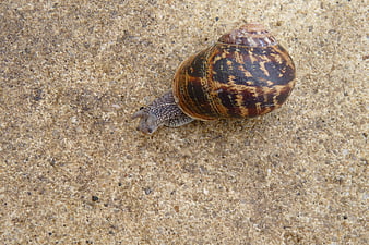 Close-up of a large garden snail on concrete