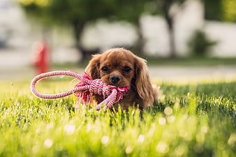 Cute brown puppy playing with rope toy in grass