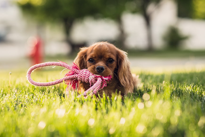 Cute brown puppy playing with rope toy in grass