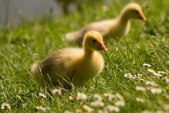 Cute yellow goslings in green grass with daisies