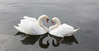 Two white swans forming a heart shape on calm water
