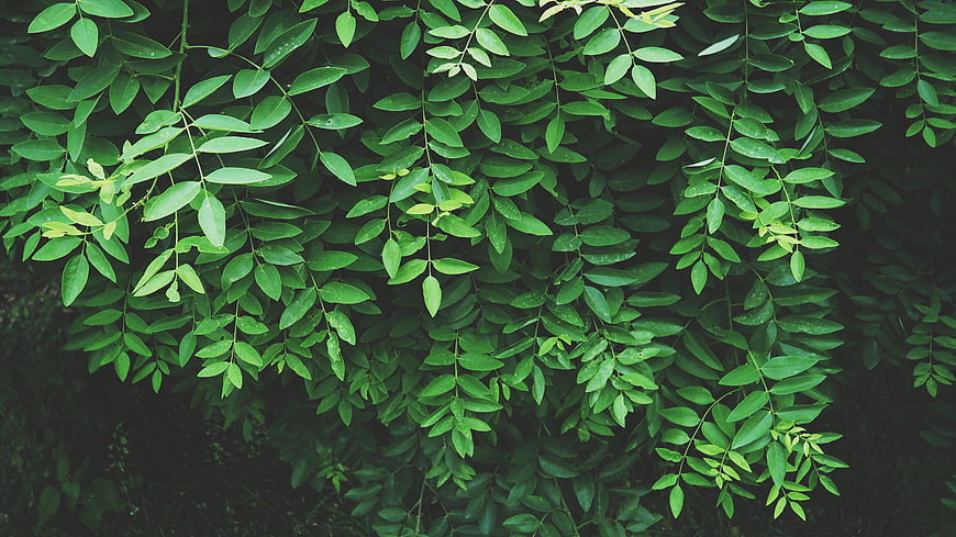 Lush Green Tropical Leaves Background