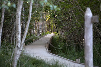 Wooden boardwalk path through dense green forest