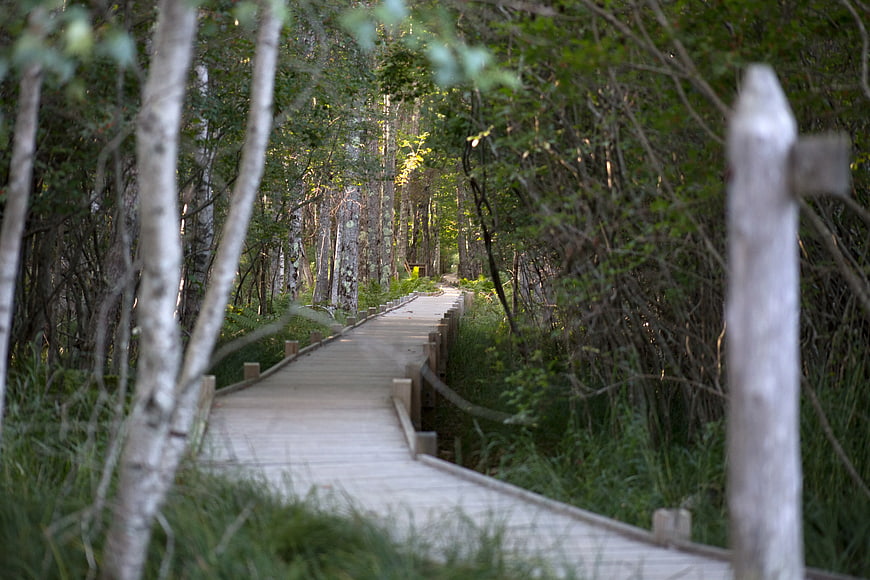 Wooden boardwalk path through dense green forest