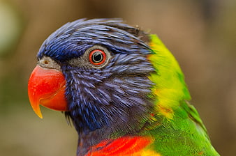 Close-up of a Rainbow Lorikeet with Vibrant Blue and Green Feathers