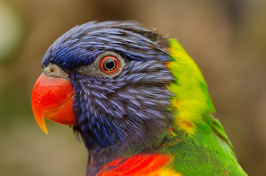 Close-up of a Rainbow Lorikeet with Vibrant Blue and Green Feathers