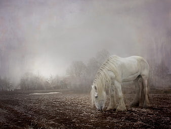 White Shire Horse Grazing in Foggy Winter Field
