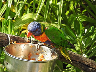 Rainbow Lorikeet Eating Fruit from Metal Bowl