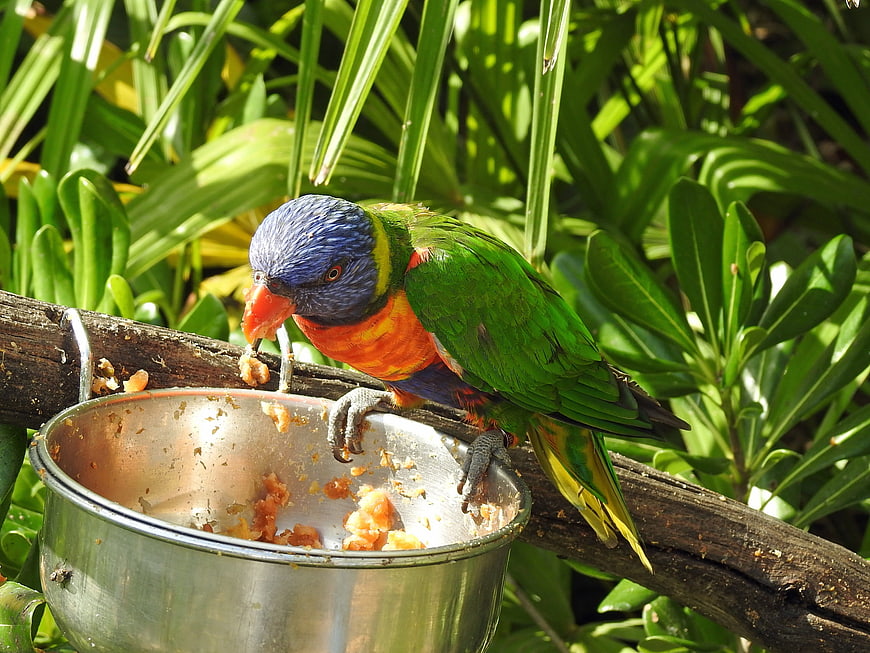Rainbow Lorikeet Eating Fruit from Metal Bowl