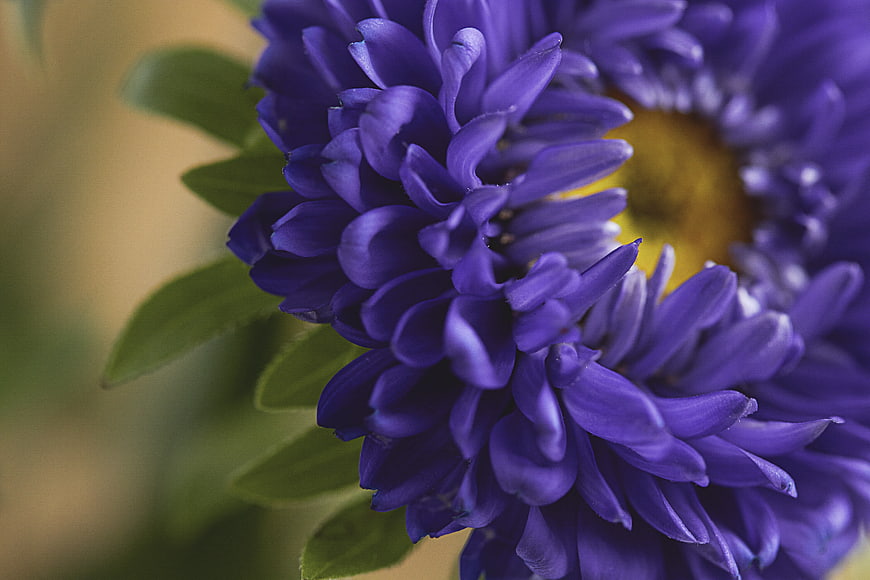 Close-up of vibrant purple chrysanthemum flower petals