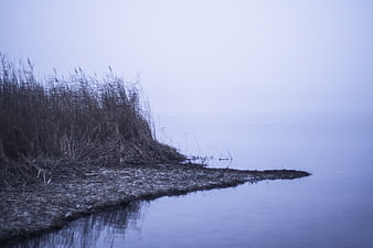 Foggy Lake Shore with Reeds and Misty Water