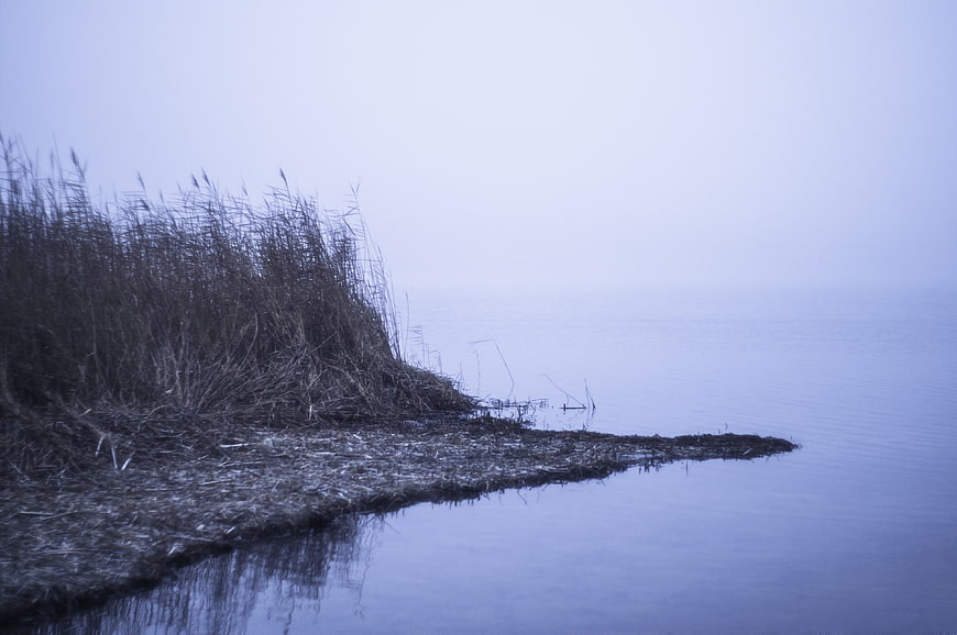 Foggy Lake Shore with Reeds and Misty Water