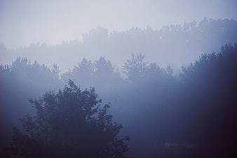 Misty Blue Forest Landscape with Foggy Trees