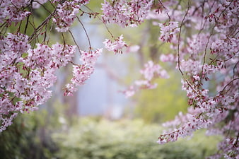 Delicate Pink Cherry Blossoms Hanging from Branches in Spring