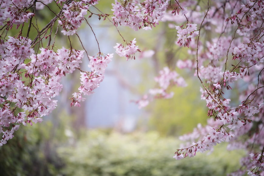 Delicate Pink Cherry Blossoms Hanging from Branches in Spring