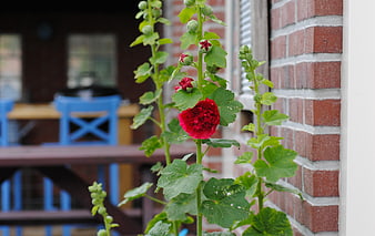 Red Hollyhock Flower Growing Against Red Brick Wall