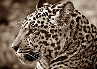 Close-up profile of a leopard in sepia tone