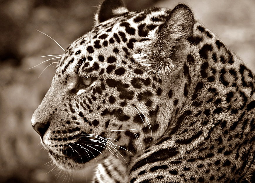 Close-up profile of a leopard in sepia tone