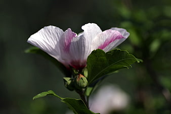 Close-up of White and Pink Hibiscus Flower in Garden