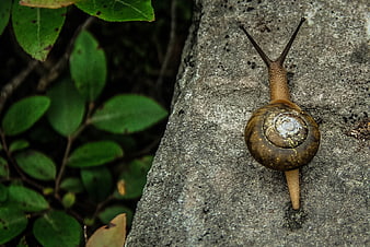 Close-up of a brown snail crawling on a textured gray rock