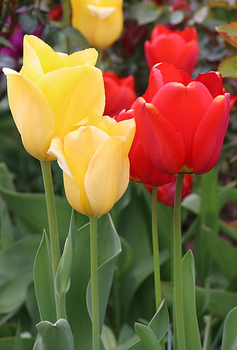 Vibrant Red and Yellow Tulips in a Garden
