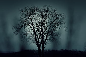 Silhouette of bare tree in dark moody fog