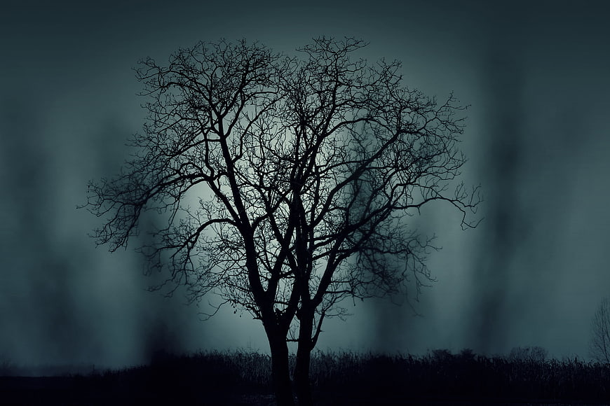 Silhouette of bare tree in dark moody fog