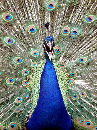 Male Peacock Displaying Vibrant Blue Feathers and Tail Fan