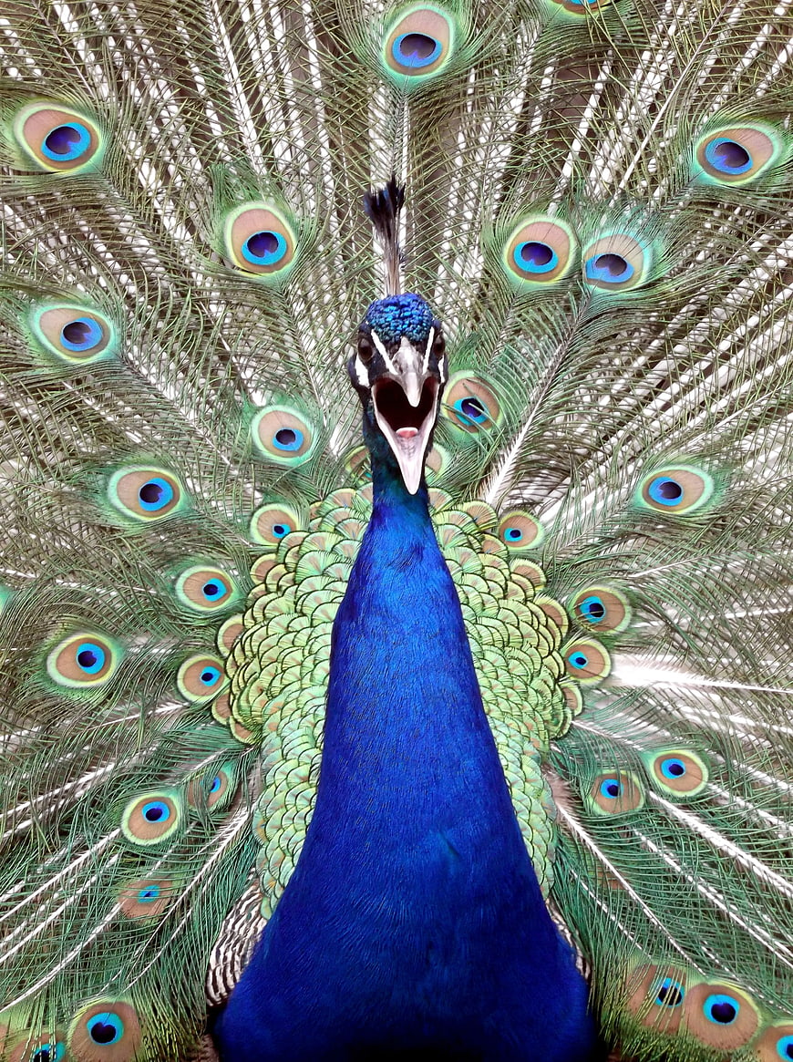 Male Peacock Displaying Vibrant Blue Feathers and Tail Fan