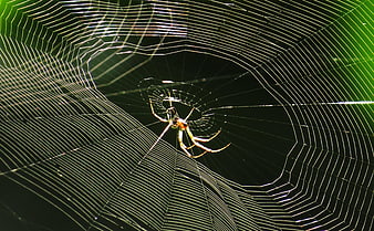 Golden Orb Weaver Spider on Intricate Web in Nature