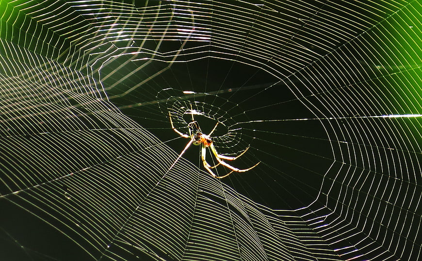 Golden Orb Weaver Spider on Intricate Web in Nature