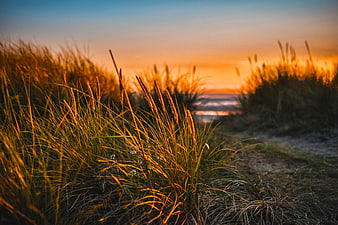 Golden Sunset Through Beach Dune Grass Path